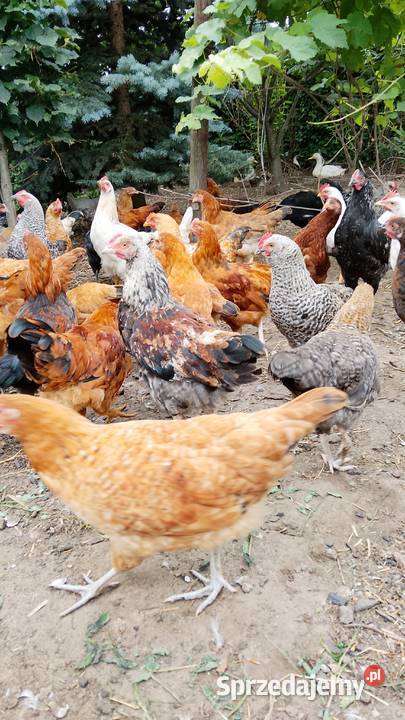 Sprzedam mix kur i kogutów 15tygodniowe 72 45zl Sadkowo sprzedam