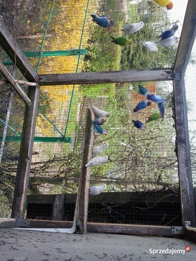 papugi nierozłączki fischera Gniezno