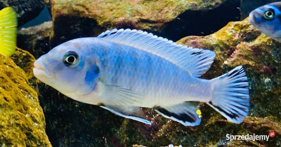 Pseudotropheus Socolofi pyszczak Ryby Olsztyn