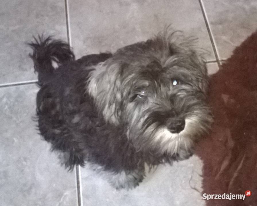 sznaucer miniaturowysznaucer miniatura Lubień Kujawski