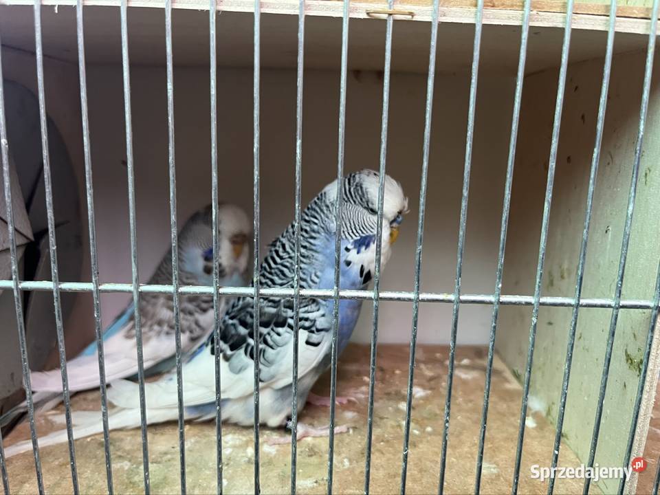 Papugi faliste Wpf Zachowice