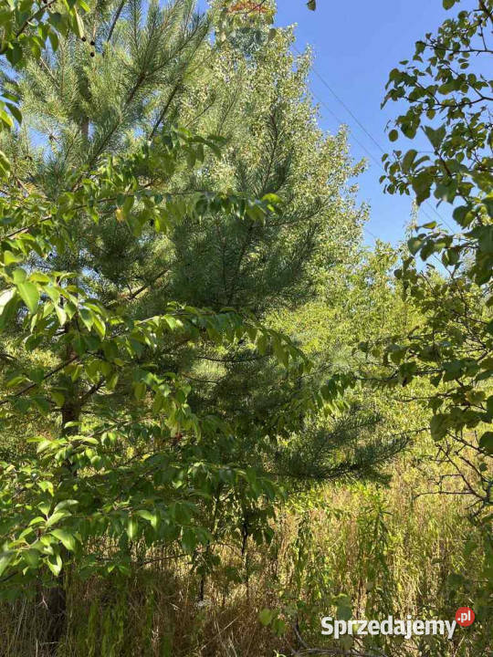 Działka jeszcze rolna rezerwacie rolna Łoś