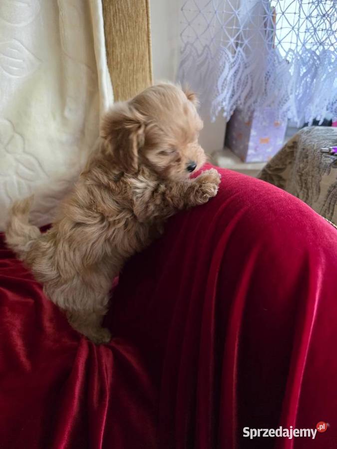 Maltipoo suczka xxs wielkopolskie Poznań