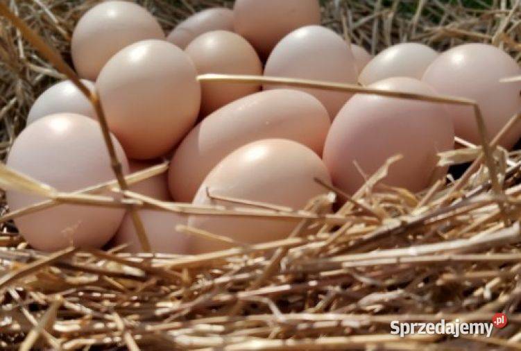 jaja lęgowe jajka kurczaki Ostrołęka