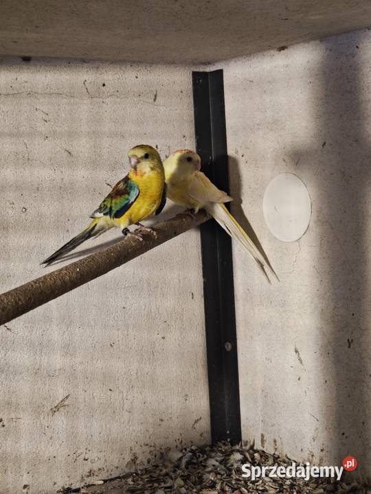 Papugi świergotki 2025 Kryry