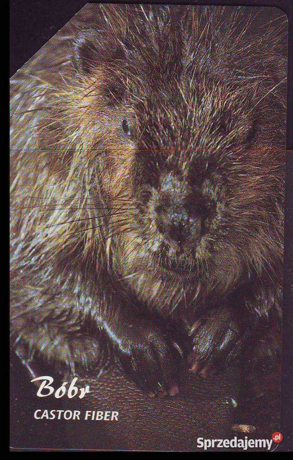 Kart telef Tygrys Bóbr śląskie Gliwice