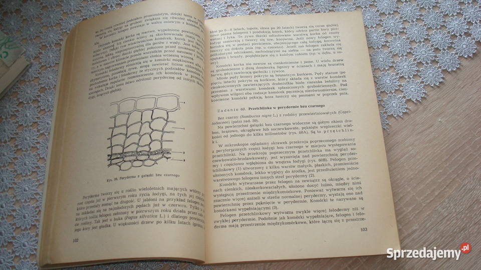 Ćwiczenia z botaniki Gorczyński js