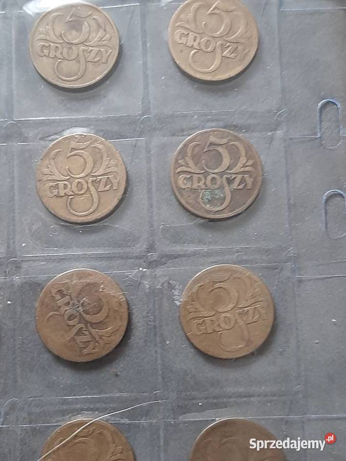 5 Groszy Bielsko-Biała sprzedam