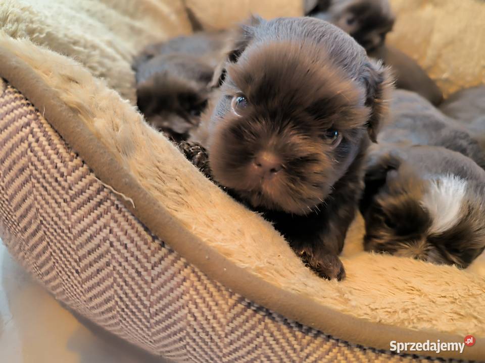 Pieski shih TZU gen czekolada Staszów