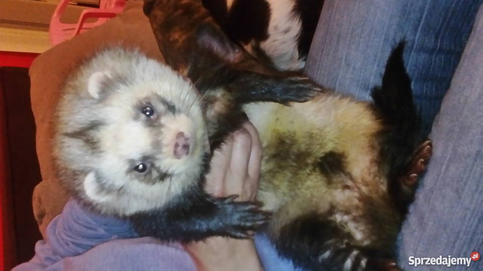 SPRZEDAM FRETKE Z KLATKA Chełmża