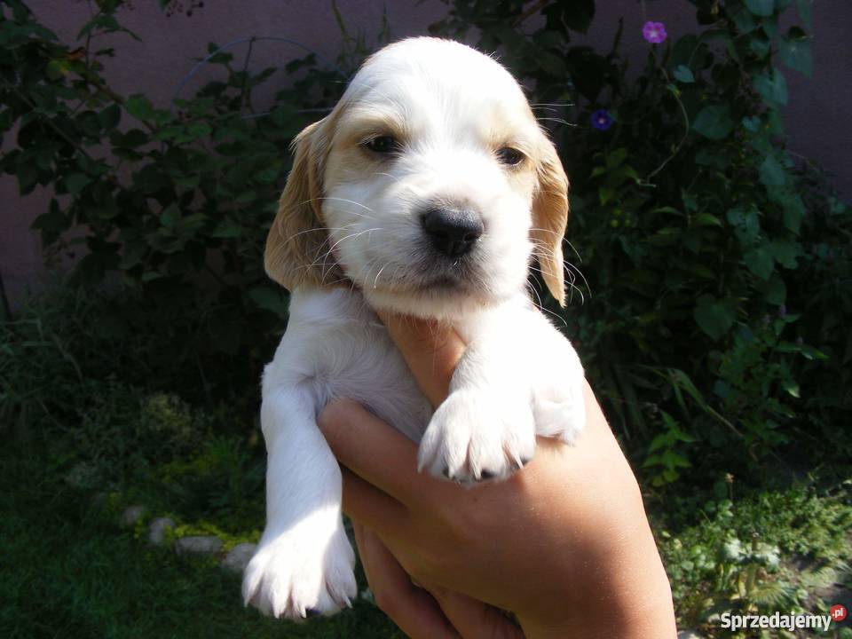 Szczeniaki Cocker Spaniel lubelskie