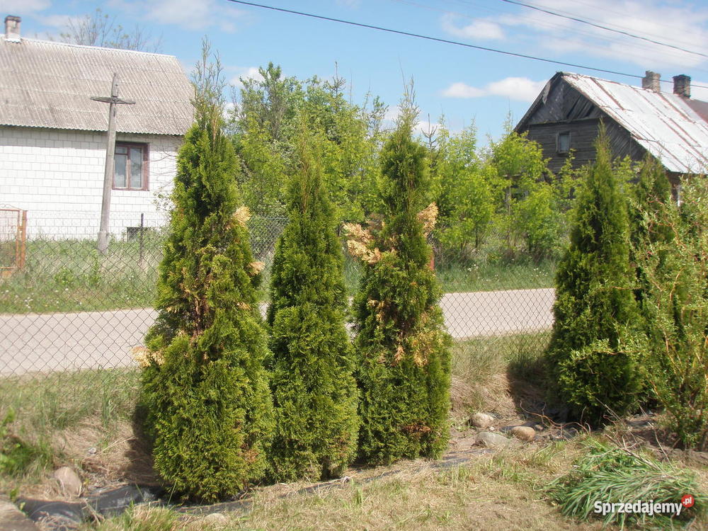 Siedlisko rzeką Narew kanalizacja Grunty i działki podlaskie Góra