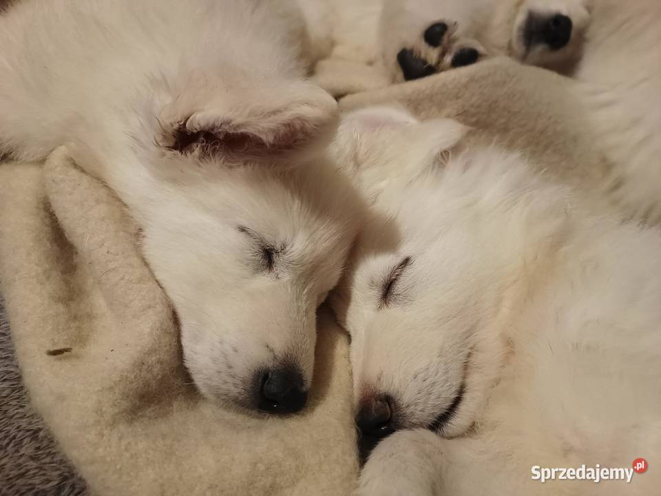 Biały Owczarek Szwajcarski Owczarek Kłodzko