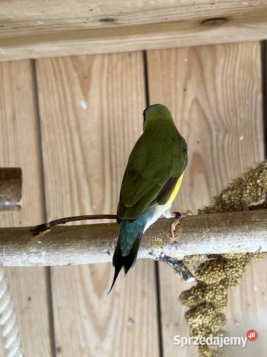 Amadyna wspaniała samiczka 2025 r Ruda Śląska