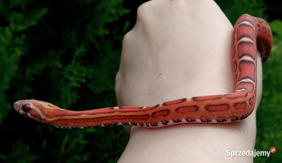 Samica SCALELESS Red Factor het Hypo Diffused Gady i płazy Warszawa