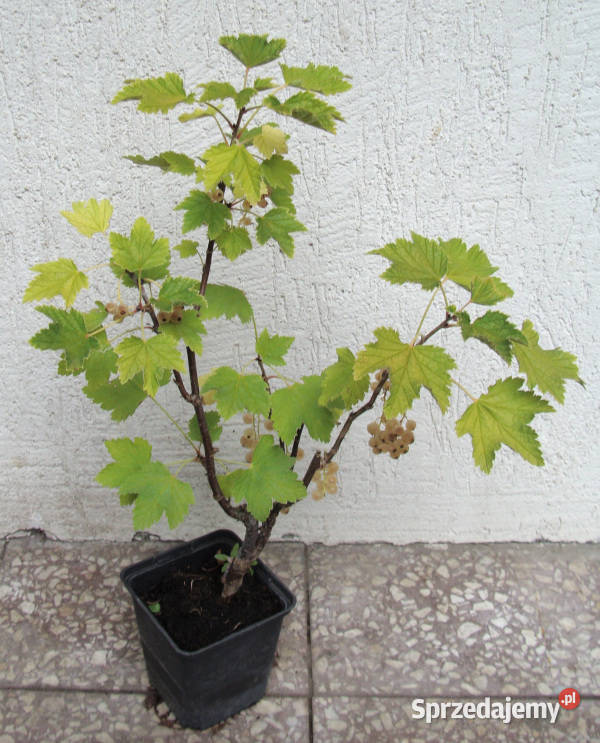 PORZECZKA BIAŁA Blanka sadzonki w doniczkach kujawsko-pomorskie Ustronie