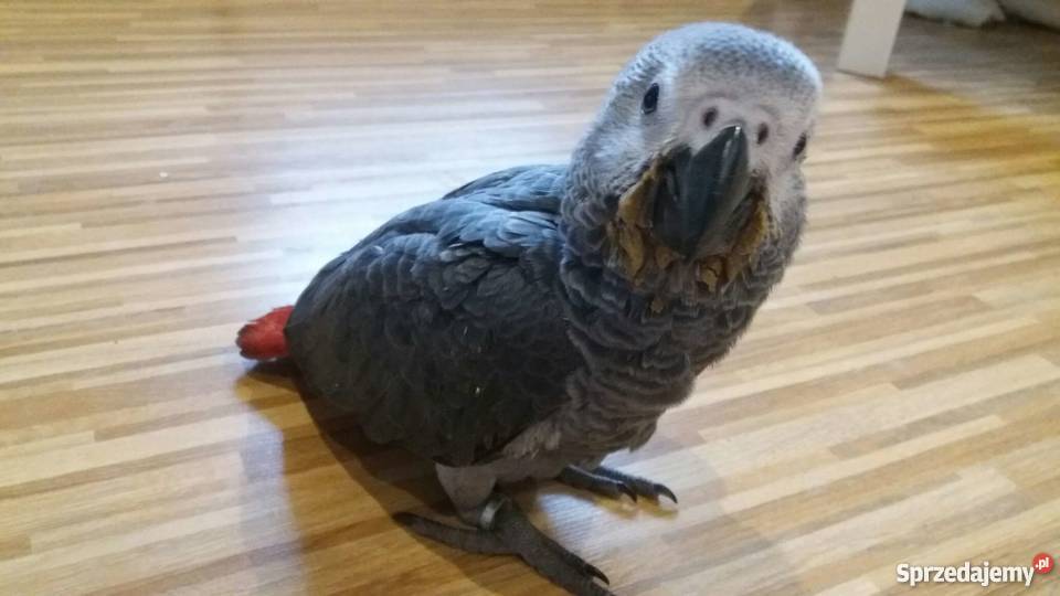 Żako Papuga łódzkie Łódź