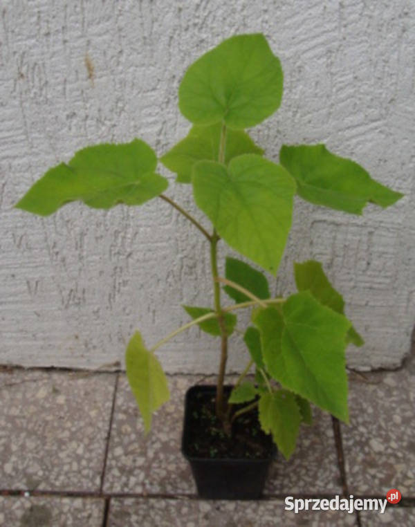 PAULOWNIA Cesarskie Drzewko Szczęścia SADZONKI kujawsko-pomorskie Ustronie
