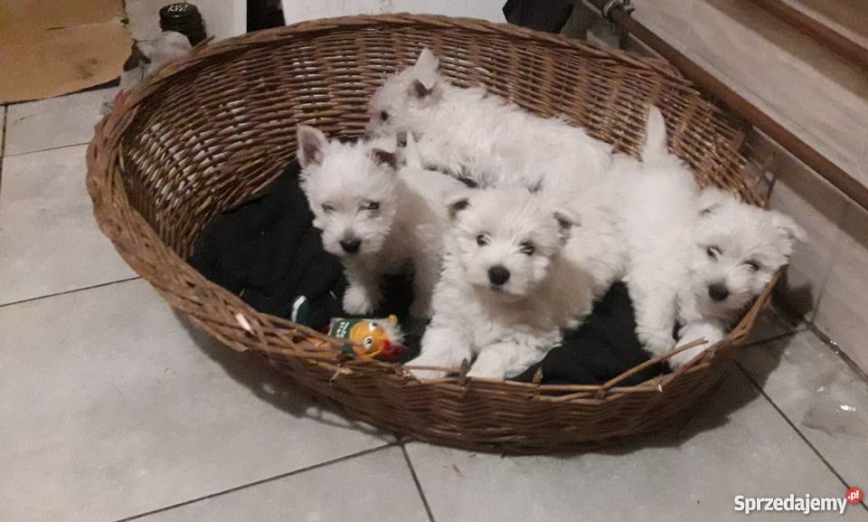West Highland White Terrier Mszczyczyn sprzedam