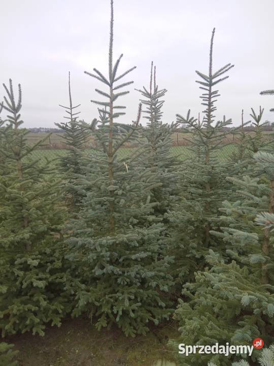 Choinki Świąteczne z plantacji Bełżyce