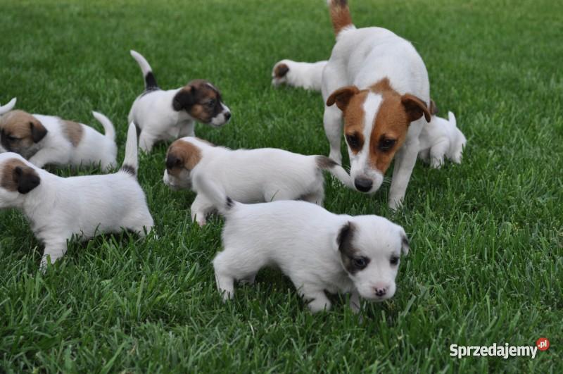 Jack Russell Terrier szczenięta lubelskie Zamość