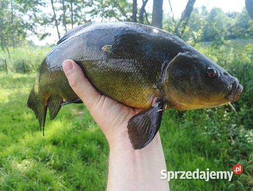 Dom całoroczny z prywatną linią brzegową jeziora Długie sprzedam