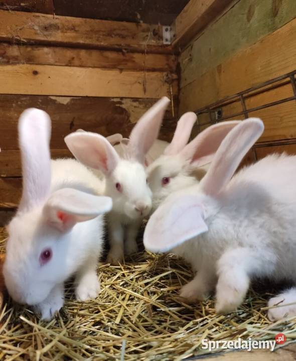 Sprzedam króliki rasowe hodowlane tuszki Dubiecko