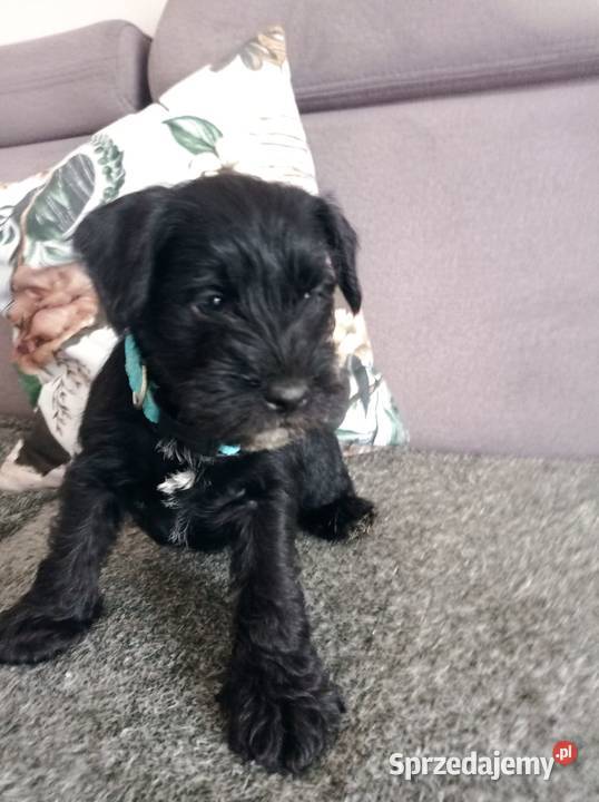 Sznaucer miniatura miniaturka Sznaucer Gręboszów