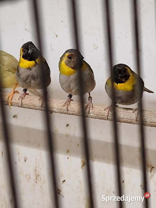 Kubanik mniejszy samce 2025 Myślenice