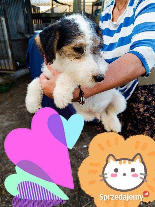 Foksterier szorstkowłosy z rodowodem suczka Augustów