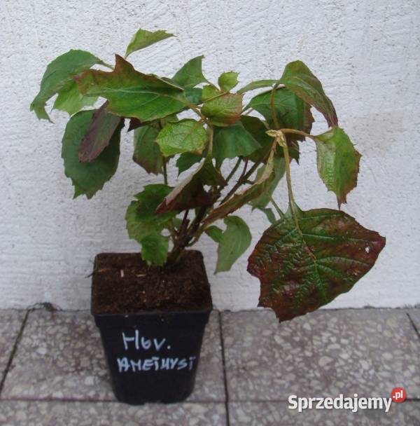 HORTENSJA DĘBOLISTNA Amethyst sadzonki w Liściaste Ustronie