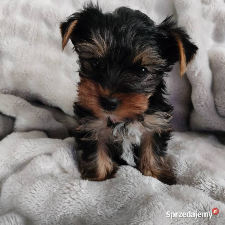Piesek Yorkshire terrier Łążynek sprzedam