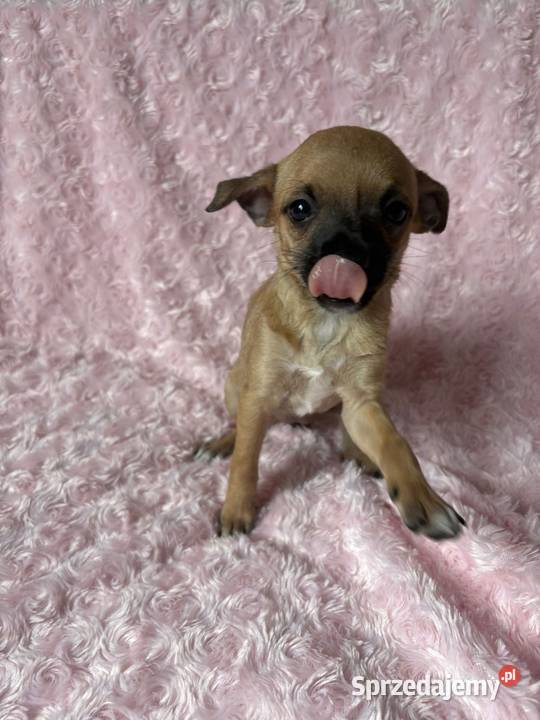 Chihuahua sunia Legionowo