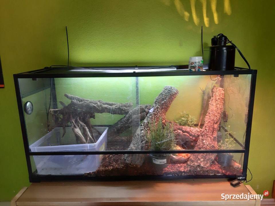 Sprzedam Legwana z całym wyposażeniem Szczecin sprzedam