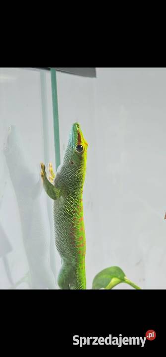 Felsuma madagaskarska sprzedam