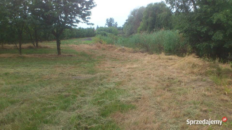 Sprzedam zbiór czereśni Piwonin