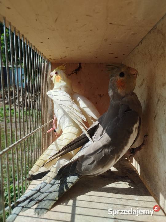 Papugi aleksandretty obrożne rozelle nimfy Mircze