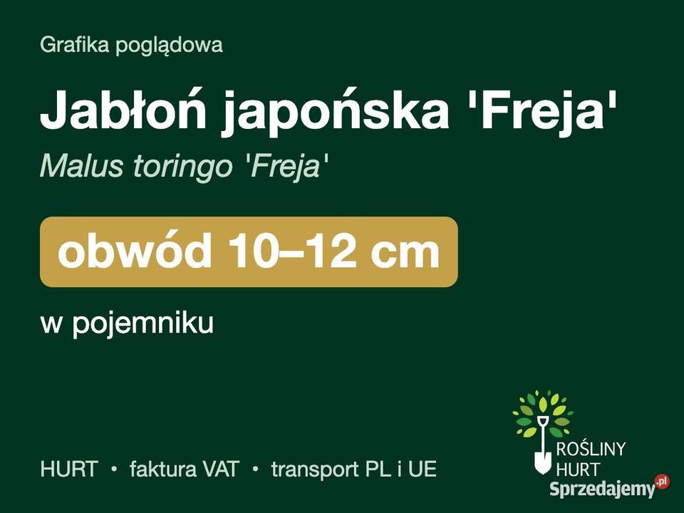 Jabłoń japońska Freja obwód 1012 w pojemniku