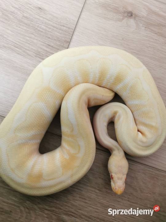 Pyton królewski albino samiczka terrarium Jaworzno
