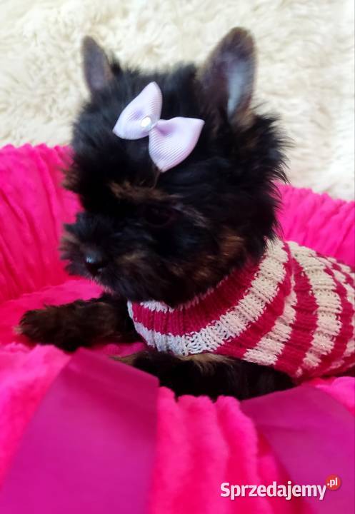 Kraj i zagranica Prześliczna czarna MAMBAŚliczna Opole sprzedam