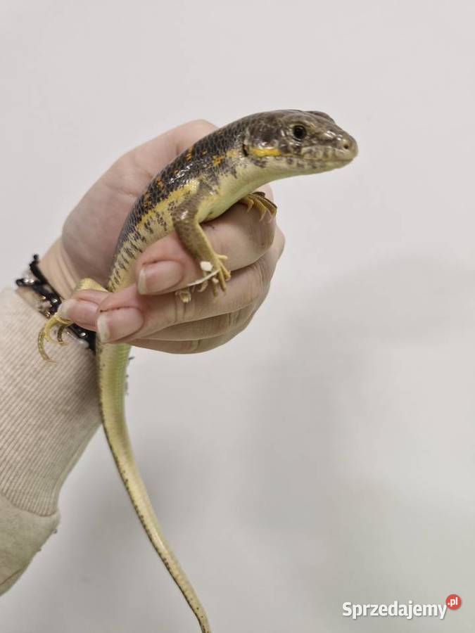 Scynk Berberyjski młode osobniki Oława