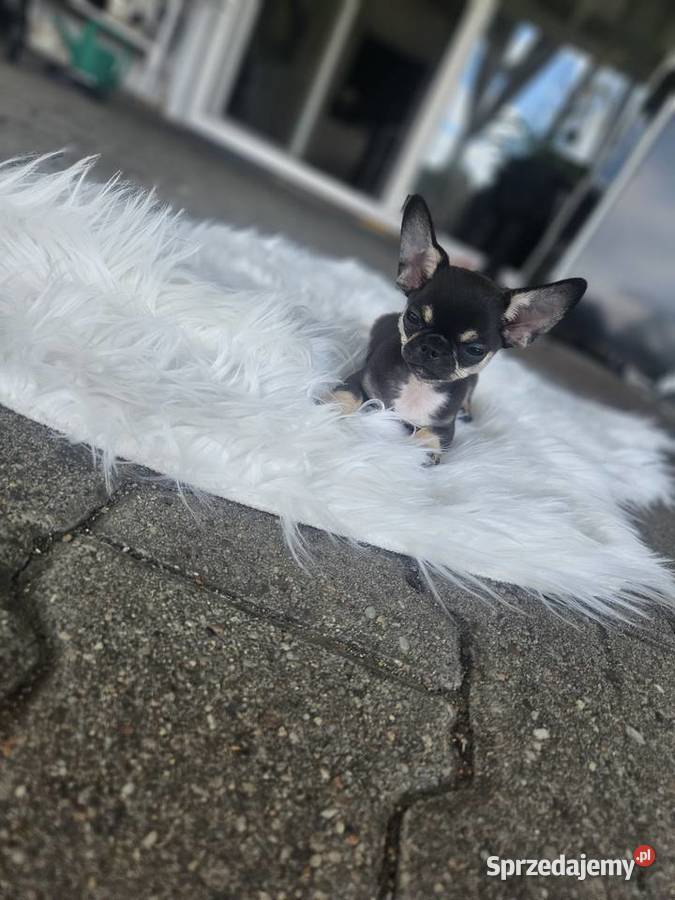 Mini dziewczynka chihuahua 11 tyg dolnośląskie Wrocław sprzedam