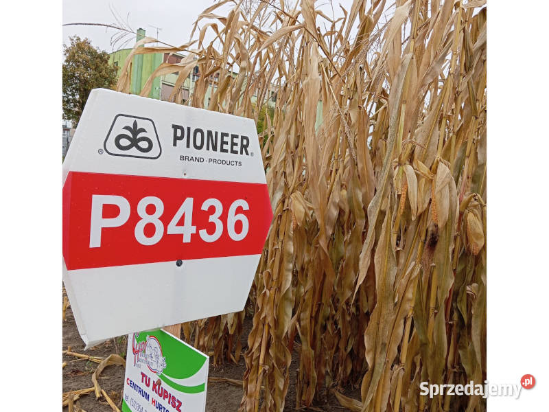 Nasiona kukurydzy Pioneer P8436 FAO Z240 AQUAmax