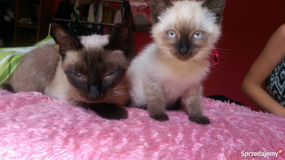 Kot Syjamski Tajski Kocurek Proszowice