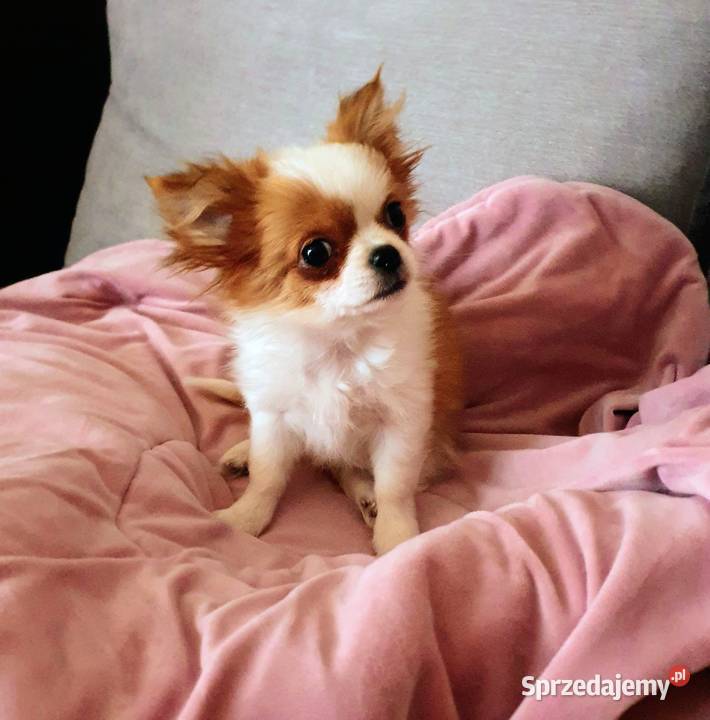 Malutki piesek chihuahua Lublin