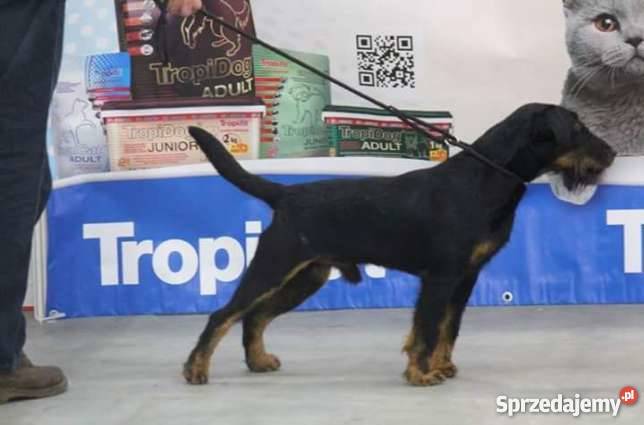 szczeniak pies niemiecki terier myśliwski Psy