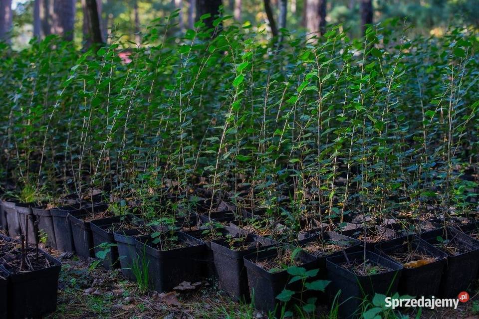 Irga błyszcząca Cotoneaster lucidus na żywopłot