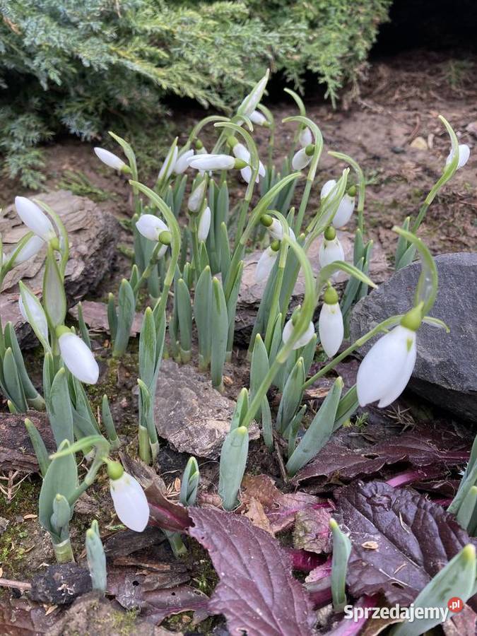 Przebiśnieg sadzonki cebule lubelskie Lublin sprzedam