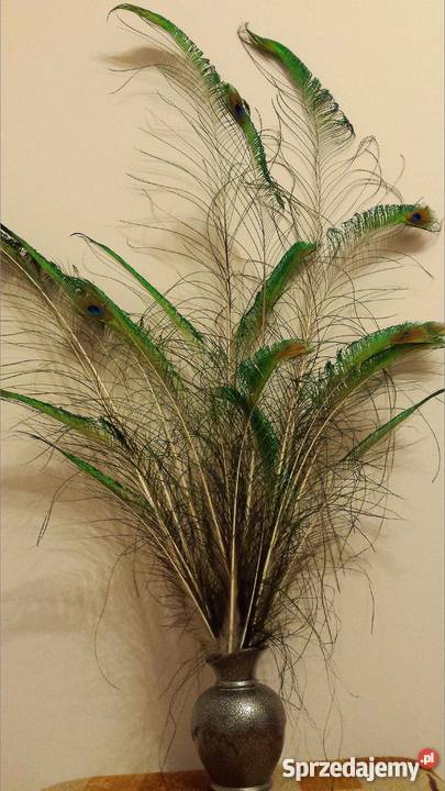 Pawie pióra mieczowe boczne Rzeszów sprzedam