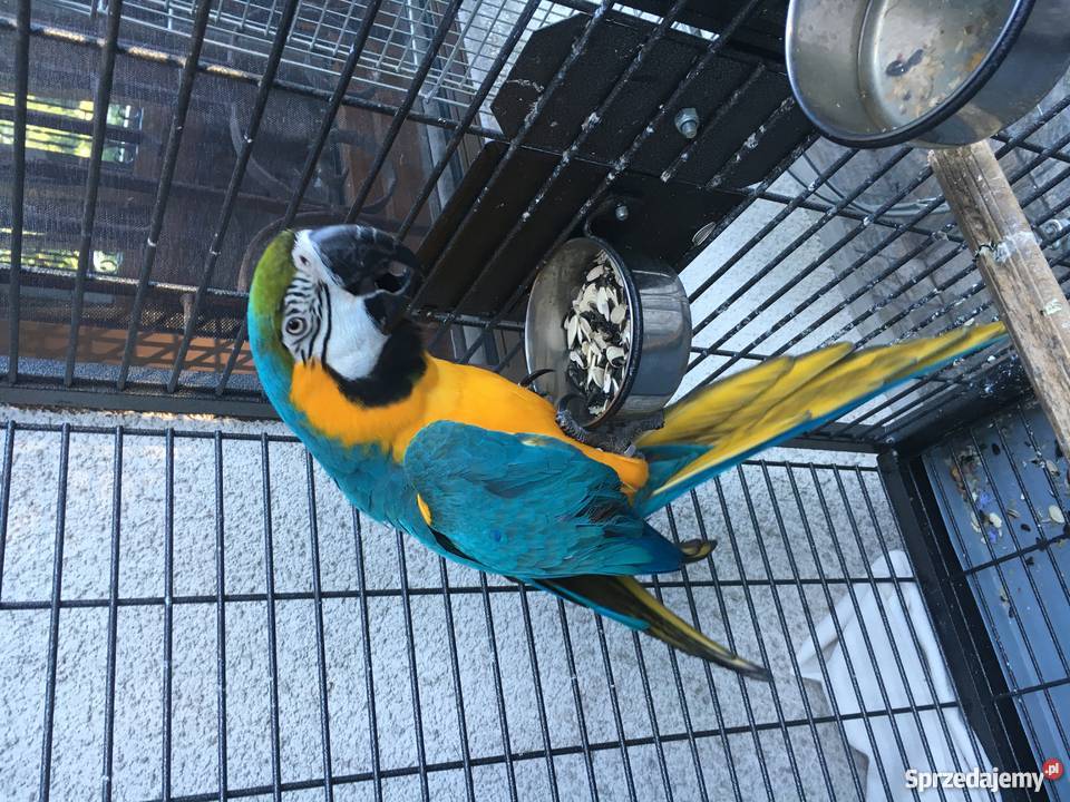 Sprzedam papugę Are Katowice